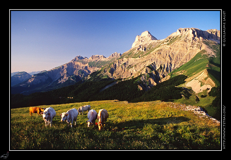 Dévoluy : Vaches au col de la Croix, sous le Grand Ferrand