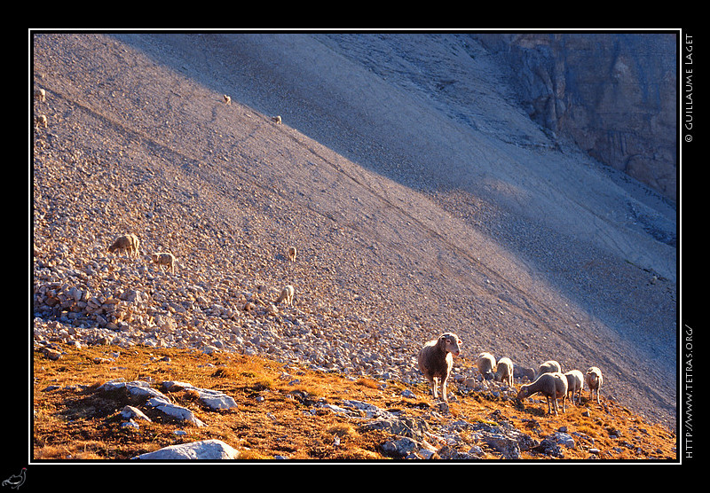 Dévoluy : Moutons sous le Grand Ferrand. Une partie du troupeau perdue dans le pierrier rejoint des zones plus
intéressantes culinairement, tandis que d'autres intrépides sont bloqués dans
les barres rocheuses sous le sommet