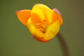 Vercors : Tulipe sauvage