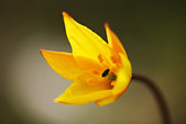 Vercors : Tulipe sauvage