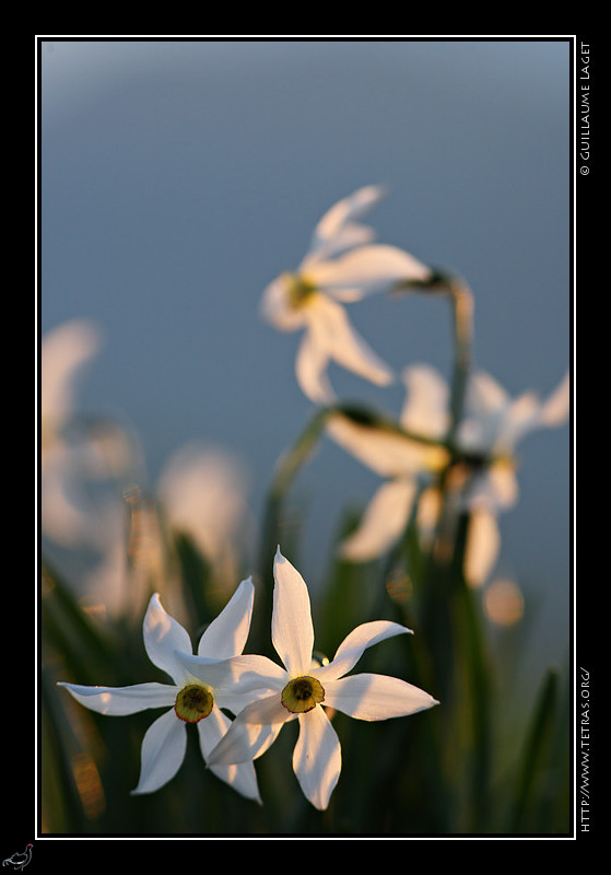 Faune et flore : Narcisses