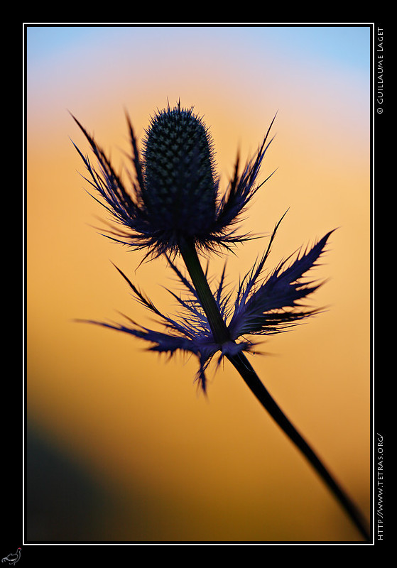 Faune et flore : Un chardon bleu dans le vallon du Fournel, devant les sommets au soleil levant