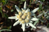 Vercors : Mouche approchant d'une edelweiss