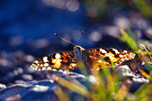 Chartreuse : Papillon au sommet du Saint-Eynard, vers 1300m