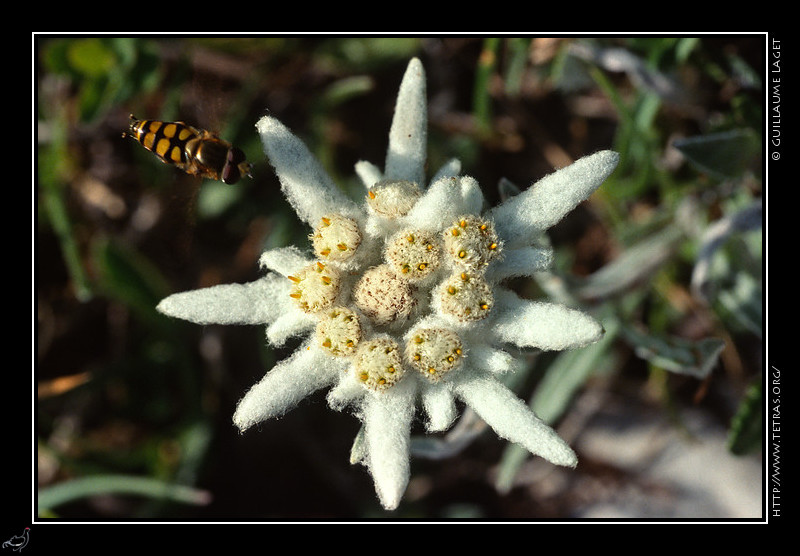Faune et flore : Mouche approchant d'une edelweiss