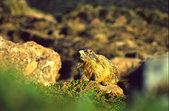 Taillefer : Marmotte au lac Fourchu