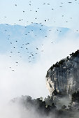 Chartreuse : Les chocards volent au dessus des brumes qui frolent le col de l'Alpe