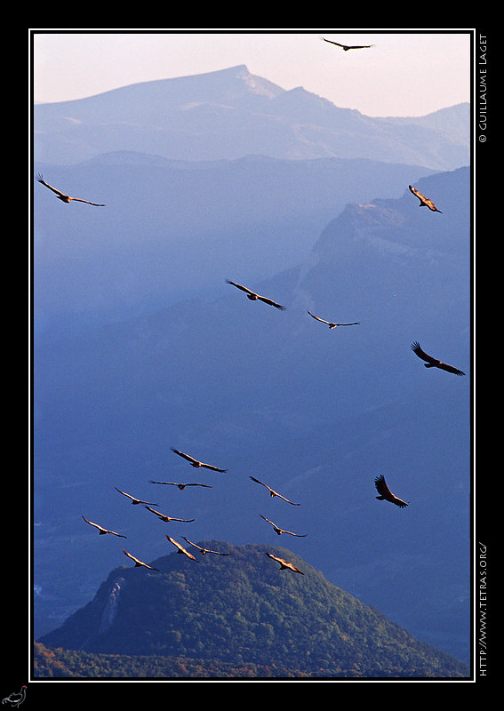 Faune et flore : Vol de vautours  proximit du col de Rousset