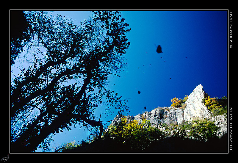 Luberon : Au fond des gorges d'Oppedette, l'automne et la chute des feuilles