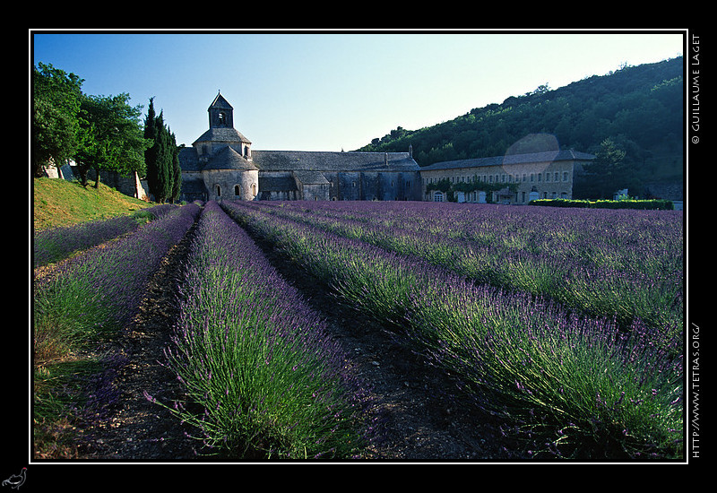 Luberon : L'abbaye de Snanque devant un champ de lavandes. La principale difficult
ici est de n'avoir pas d'autre touriste ou photographe dans le champ...
