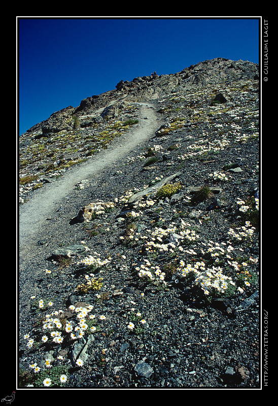 Queyras : A 3000m, sur le chemin du pic de Caramentran, au dessus de Saint-Vran, quelques fleurs survivent