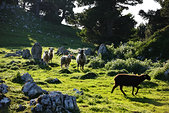 Chartreuse : Troupeau de moutons sur les Hauts de Chartreuse
