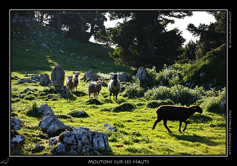 Rcits de randonnes : Troupeau de moutons sur les Hauts de Chartreuse