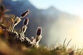 Ecrins : Anemones devant les sommets