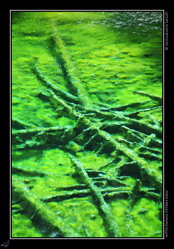 Rcits de randonnes : De nombreux troncs au fond du lac Vert 
