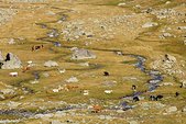 Ecrins : Vache et torrent dans l'alpage, sous le col d'Arsine
