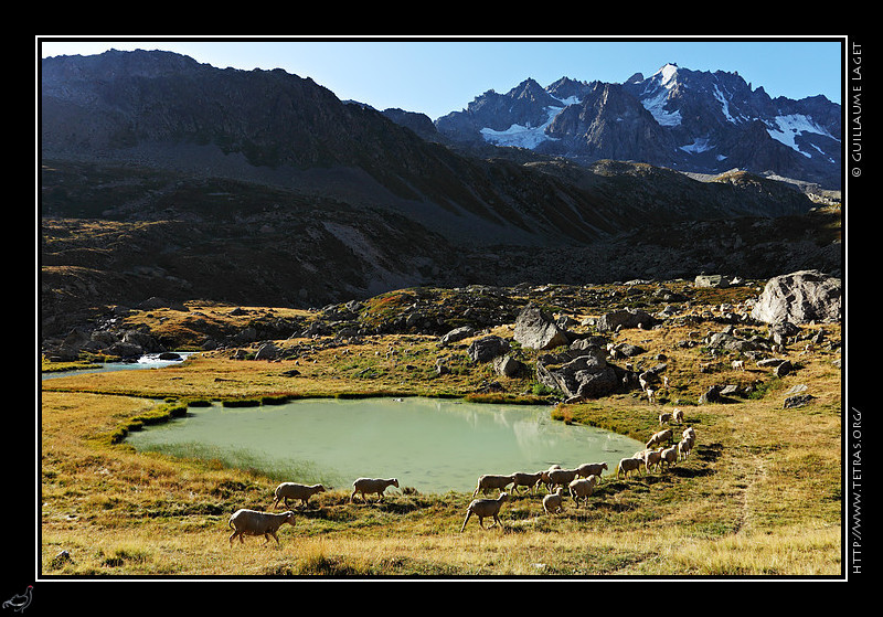 Rcits de randonnes : Des moutons, sous le regard des Agneaux...vers les petits lacs du Rou d'Arsine aux couleurs magnifiques, des aux poussires de roches tranes depuis le glacier. 

