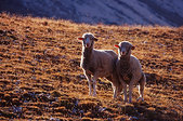Devoluy : Deux moutons sous le Grand Ferrand