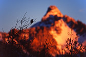 Queyras : Casse-noix au soleil levant devant le Grand Pic de Rochebrune