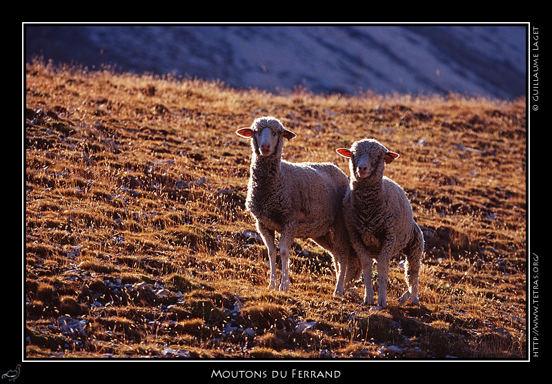 Rcits de randonnes : Deux moutons sous le Grand Ferrand