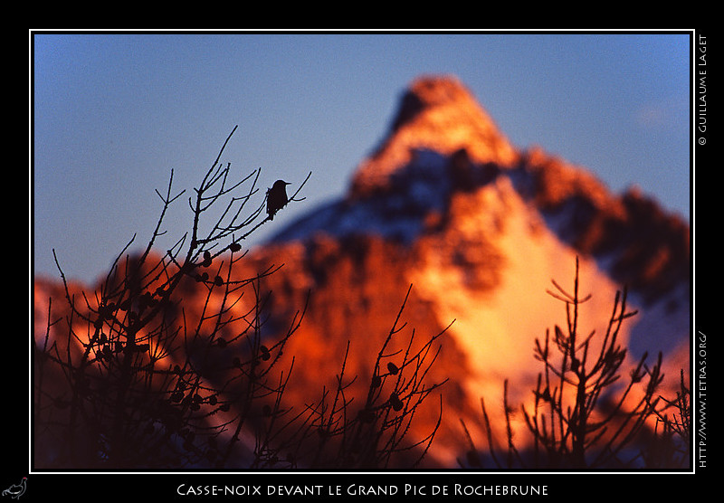 Rcits de randonnes : Casse-noix au soleil levant devant le Grand Pic de Rochebrune