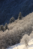 Vercors : Arbres couverts de neige sous les cretes du Baconnet
