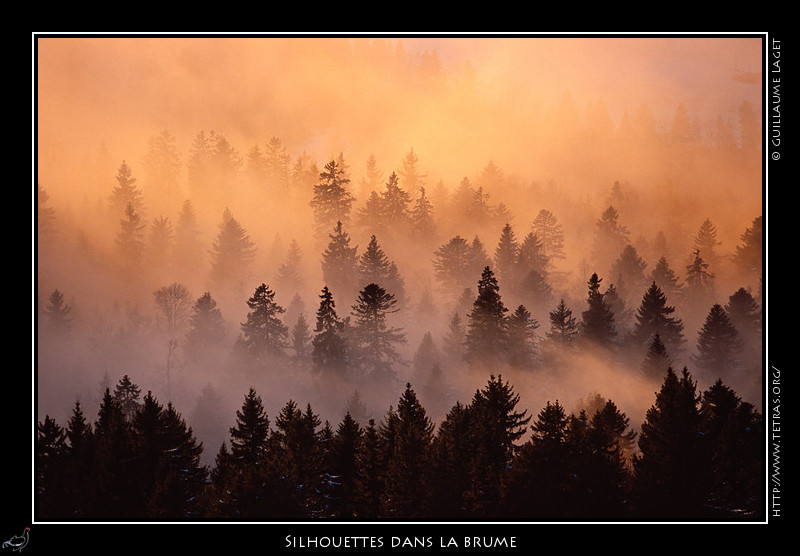 Rcits de randonnes : Dtails sur les arbres dans la brume qui se dissipe. 
