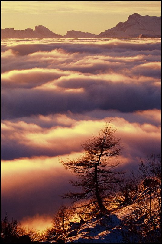 Photo : Vercors : Une mer de nuages recouvre le Trièves et la vallée du Drac... Sur le sentier du Col Vert, un mélèze isolé à contre-jour regarde les sommets du Dévoluy. 

