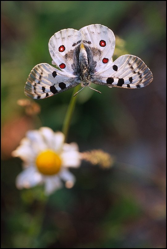 Photo : Vercors : Un Grand Apollon, grand et beau papillon non commun, sans être extrèmement rare 
