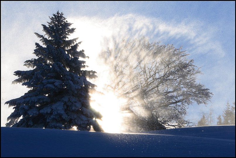 Photo : Enfin un peu de vraie neige, et des températures de saison : -14° ce matin à 8h vers l'Emeindras, en Chartreuse. Avec en prime un petit vent de nord qui souffle la neige poudreuse des arbres... 
