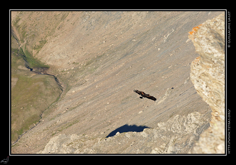 Photo : On continue cette semaine avec la faune...voici un aigle royal queyrassin. Au bout d'une belle randonnée, émerveillé par les brumes sur la vallée en dessous, j'ai fait 10 minutes de photos depuis le sommet, sans remarquer cet aigle posé quelques mètres sous moi, jusqu'au moment où il s'est envolé et a fait, à distance, le tour du sommet. Une heure plus tard, il faisait encore au loin de belles acrobaties... 
