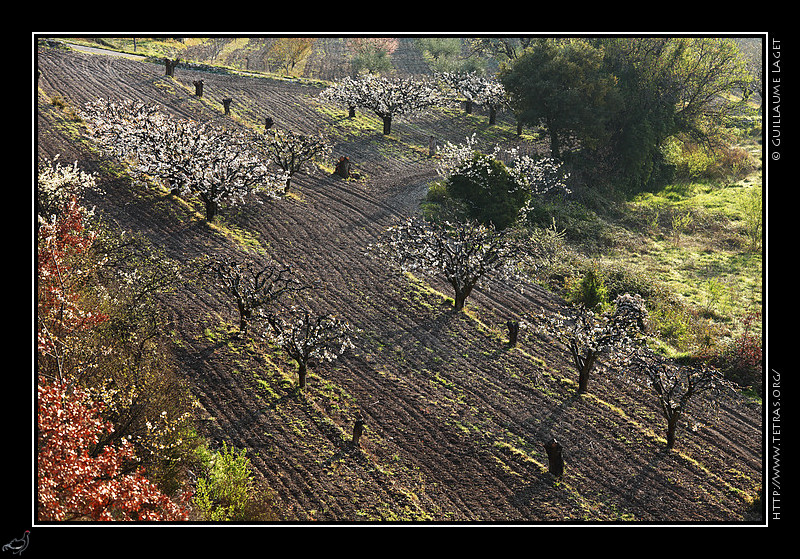 Photo : Le printemps serait-il là ? En tout cas c'est ce que semblaient penser quelques cerisiers du Luberon, dimanche dernier... 
