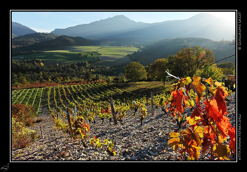 Photo : Les vignes de Prébois dans le Trièves 
