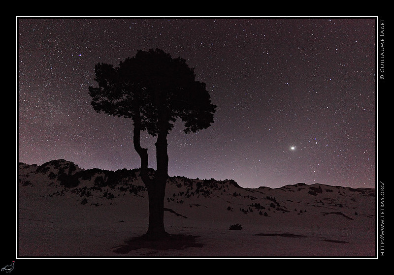 Photo : L'arbre taillé de la plaine de la Queyrie, sur les  Hauts-Plateaux du Vercors, sous les étoiles. 
