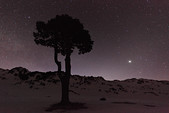 L'arbre taillé de la plaine de la Queyrie sous les étoiles - Vercors