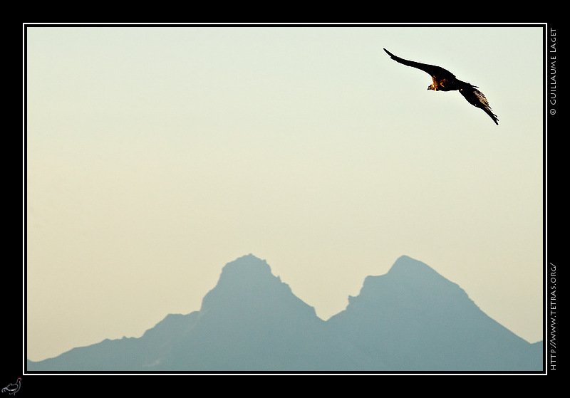 Photo : Un vautour fauve et les sommets de Garnesier, en Dévoluy, vus depuis les rochers du Parquet (Vercors) 
