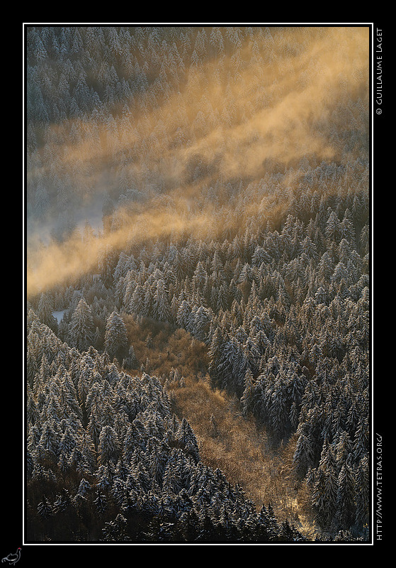 Photo : Sous Chamechaude, les premiers rayons éclairent de fines  couches de brumes au dessus de la forêt givrée 
