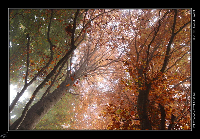 Photo : Forêt d'automne de Chartreuse dans la brume 

