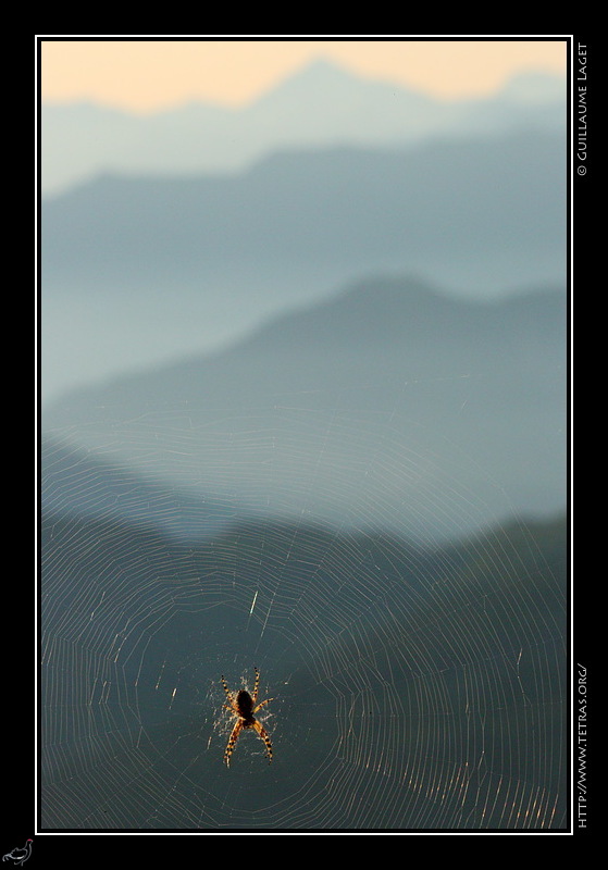 Photo : Araignée dans un pierrier, Belledonne 
