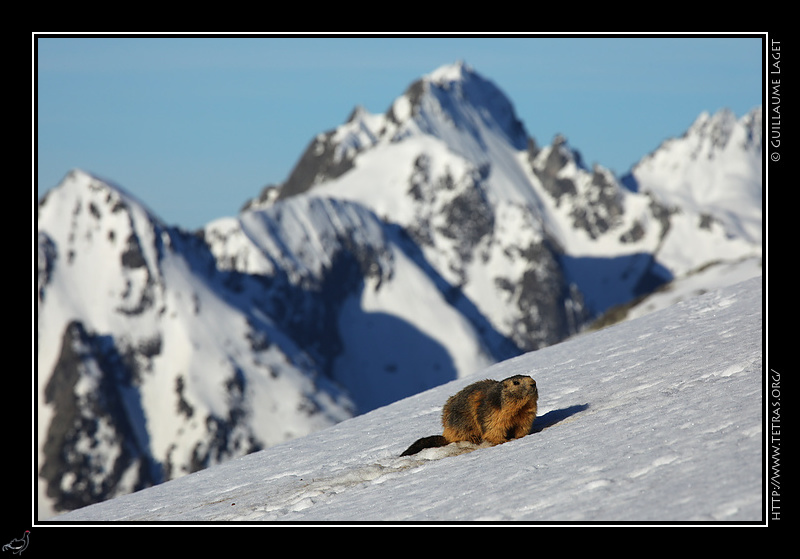 Photo : Marmotte dans la neige, Belledonne 
