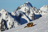 Marmotte dans la neige, Belledonne