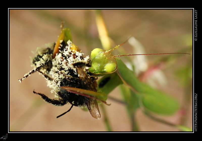 Photo : Mante religieuse dégustant une abeille ou bourdon couvert de pollen 

