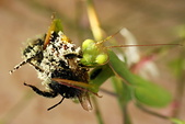 Mante religieuse dgustant une abeille ou bourdon couvert de pollen