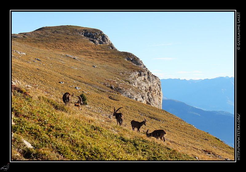 Photo : Bouquetins au sommet du Mont Aiguille 
