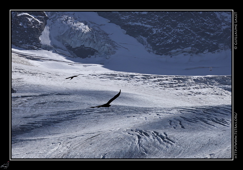 Photo : L'aigle et le glacier 
