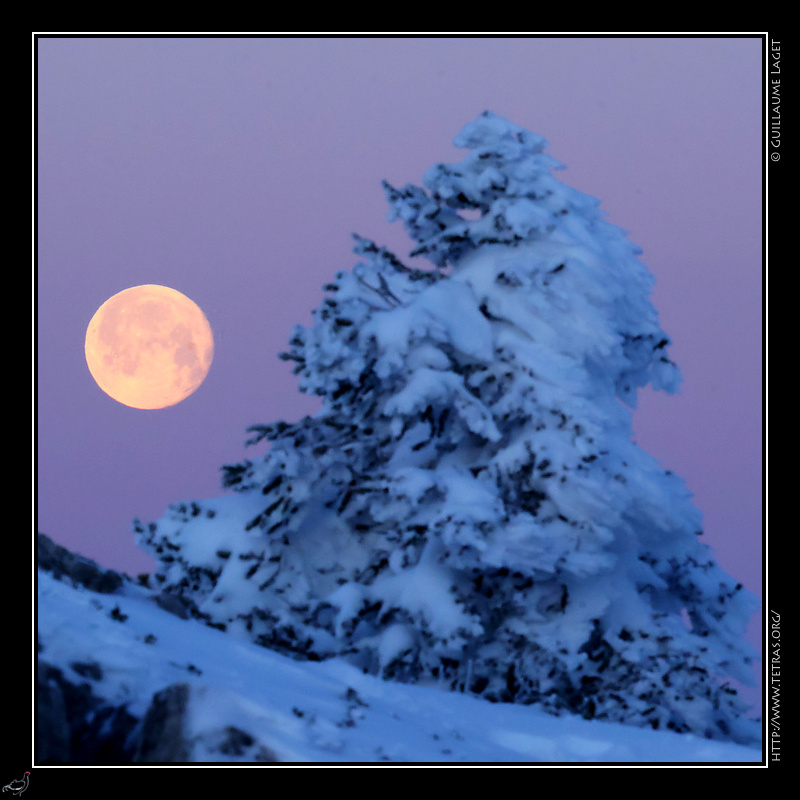 Photo : Arbre givr et lune quasi-pleine 
