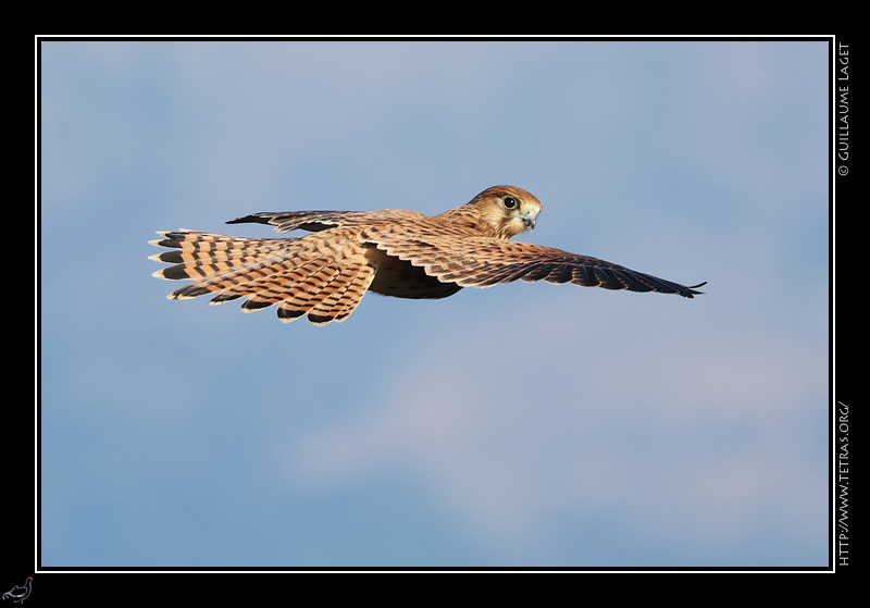 Photo : Faucon crcerelle dans les Cvennes 
