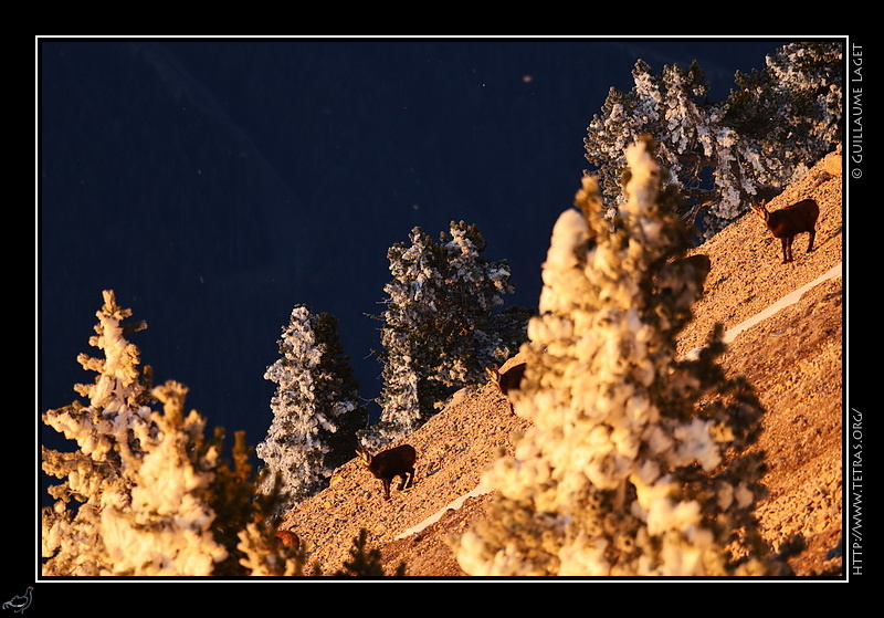 Photo : Chamois dans la pente 
