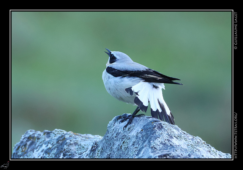 Photo : Traquet motteux en plumage nuptial 
