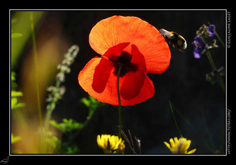 Photo : Coquelicot et butineuse 
